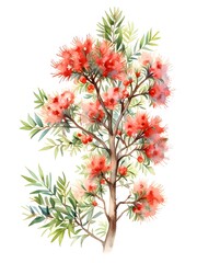 Callistemon Bottlebrushes Watercolor Illustration Art