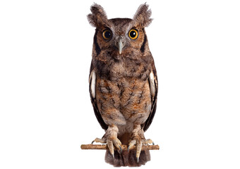 Tropical screech owl, Megascops choliba, looking at the camera, isolated on transparent or white background