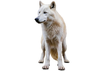 Wolf white isolated on a transparent or white background