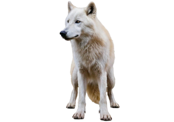 Wolf white isolated on a transparent or white background