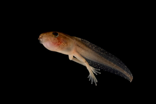 Reed frog tadpole with hind legs in the process of metamorphosis, Heterixalus alboguttatus "Starry Night Reed Frog" isolated on black background