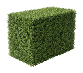 Trimming boxwood hedge backyard garden plant maintenance landscaping isolated on transparent background