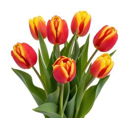 Fototapeta premium Vibrant tulip bouquet garden floral arrangement bright colors isolated on transparent background