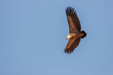 Fototapeta premium Griffon vulture (Gyps fulvus) soaring in a clear blue sky.