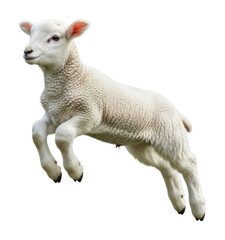 Playful lamb jumping in nature animal bright environment isolated on transparent background