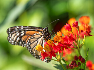 Obraz premium Monarch butterfly,Danaus plexippus