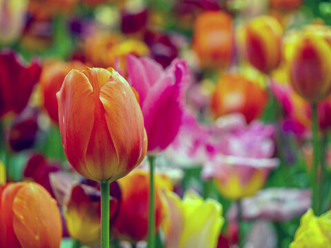 Tulip in bloom, early spring