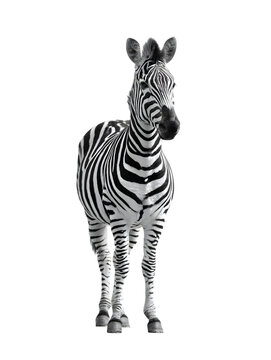 Standing zebra portrait isolated on white background