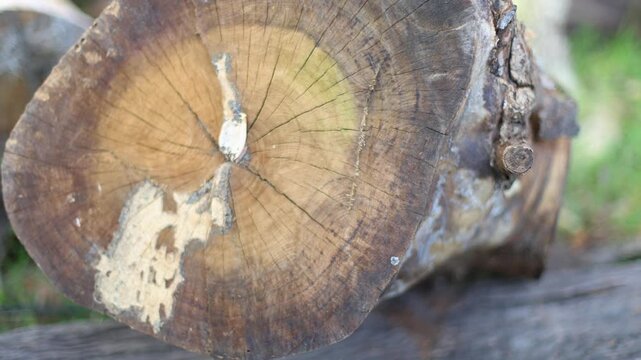 Texture surface of the wood log (shift focus)