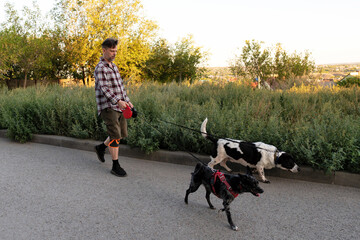 Man in casual attire with a plaid shirt and shorts walks two energetic dogs on leashes along a paved suburban street, surrounded by lush greenery and evening sunlight