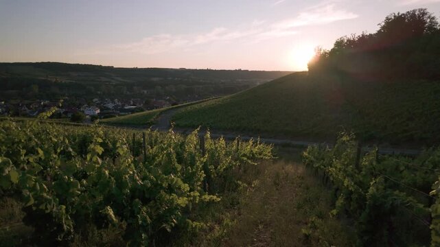 Vineyards in the River Main Valley near Sommerhausen, Germany. Real time panning right view of beautiful green hills with vine rows in soft golden hour sunset light. Summer in Bavaria.