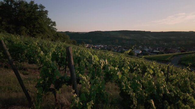 Vineyards in the River Main Valley near Sommerhausen, Germany. Slow motion panning right view of beautiful green hills with vine rows in soft golden hour sunset light. Summer in Bavaria.