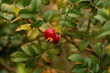 Close-up one ripe red rosehip fruit growing on leafy bush, with visible thorns and seasonal foliage detail in nature. Rosa rugosa. Rugosa rose, beach rose, Japanese rose, Ramanas rose, or letchberry