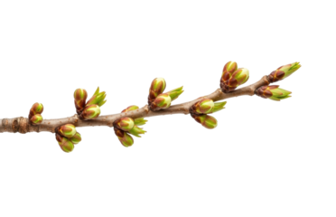 Spring budding branches in nature fresh growth isolated on transparent background