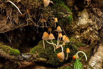 Small brown mushrooms with thin stems grow from a moss-covered decayed log in the forest, adding detail to woodland biodiversity and natural ecosystems. Nature of Sakhalin Island