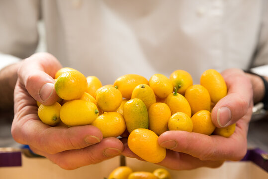 A pile of ripe yellow orange kumquats in someone's hands