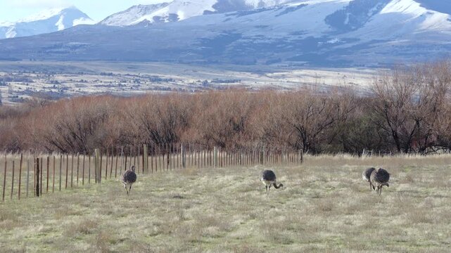 Rheas grazing in Patagonian open plain under snow capped mountains, Argentina