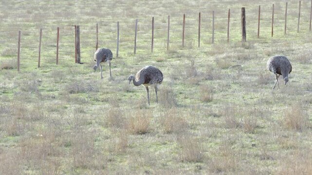 Static shot of three wild Darwin's Rheas (Choiques) grazing on the grassy Patagonian steppe. The scene captures peaceful atmosphere in a clear winter morning, Argentina.