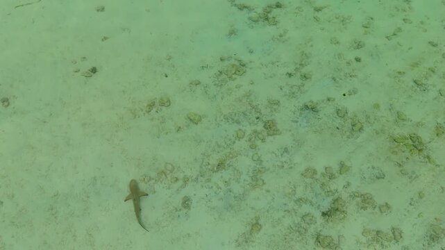 Drone footage of a baby shark swimming in shallow clear water in Komodo National Park, Indonesia, showing calm tropical sea, sandy seabed and a quiet marine environment in 4K.