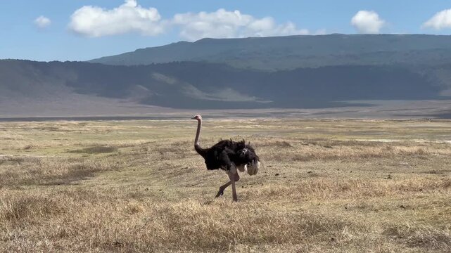 Male Common ostrich (Struthio camelus) walking in the Ngorongoro Crater. Tanzania.