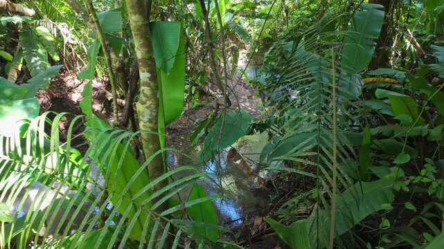 Shallow creek winds through lush tropical vegetation in Manuel Antonio National Park, Costa Rica, bathed in sunlight on a tranquil day in this vibrant rainforest setting.