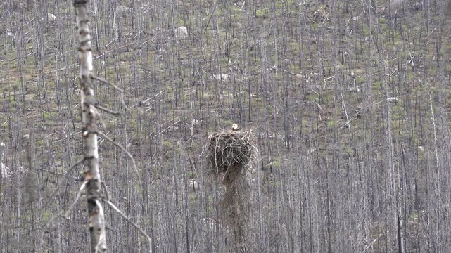 Bald Eagle nesting a baby eaglet over Medicine Lake in Jasper National Park in the Canadian Rockies. 4K Nature and Wildlife Footage. Baby eaglet pokes head out of the nest.