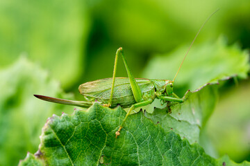 Fototapeta premium Grünes Heupferd (Tettigonia viridissima) Weibchen