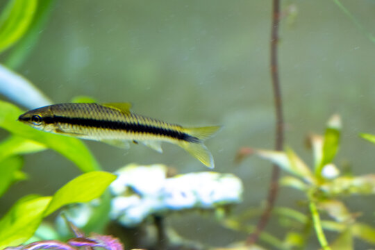 Siamese algae-eater in freshwater aquarium. Crossocheilus oblongus.