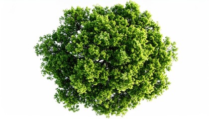 Obraz premium Overhead view of a lush, leafy tree crown