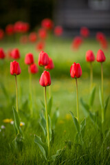Naklejka premium Tulipa Darwin Hybrid - red tulips