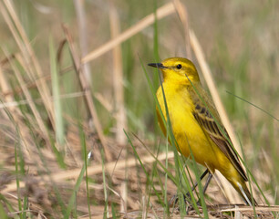 Yellow-headed Wagtail (Motacilla flava).. A yellow wagtail sits on the ground in the grass. Wildlife