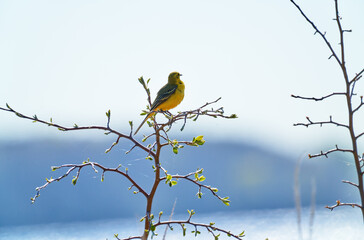 Yellow-headed Wagtail (Motacilla flava). A yellow wagtail perches on a tree branch. A spring morning in the wild.