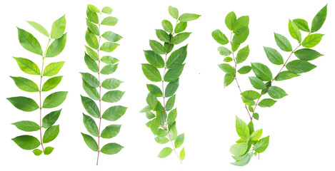 Set of creeper leaves isolated