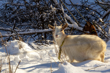 Young white female goat in the snow, looking at the camera