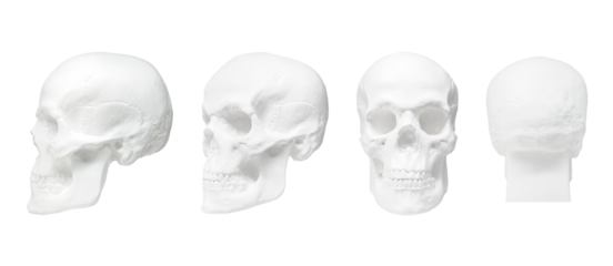 Human plaster skull, left profile and back views, white background