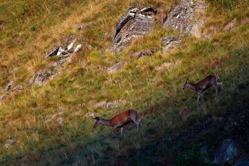 Rotwild im Herbst in den Dolomiten