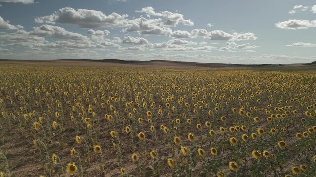 Sunflower fields in northern Spain. Drone flight.