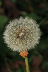 Fototapeta premium dandelion seeds are thrown in the wind 