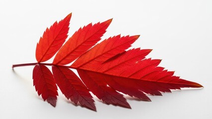 Bright red serrated leaf lying on a stark white background, translucent light