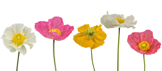 Colorful poppies isolated on transparent background .png