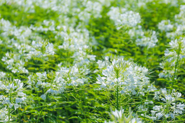 White spider flower (cleome) plants in bloom in an outdoor garden in summer