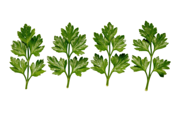 Close-up of four sprigs of vibrant green parsley leaves on a solid black background