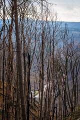Fototapeta premium HRENSKO, CZECH REPUBLIC. 30th March 2025. Pravciska Brana valley with burned trees on mountains. The Pravciska brana is a narrow rock formation in Bohemian Switzerland in the Czech Republic.