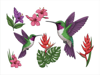 Obraz premium Hummingbirds Feeding on Tropical Flowers in Nature