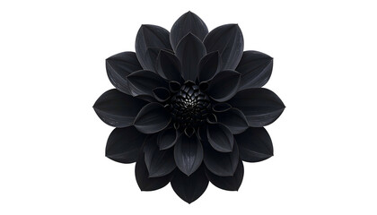 A detailed image of a centered, fully bloomed black flower on a stark black background