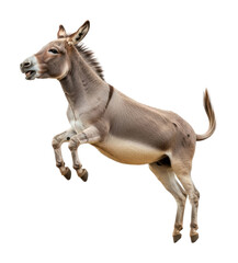 Obraz premium Leaping donkey in action animal isolated on transparent background