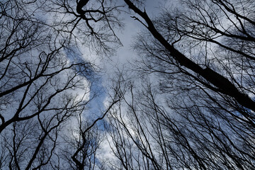 冬空を見上げる木々のシルエット