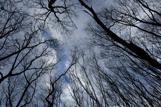 枯れ木」の写真素材 | 24,092件の無料イラスト画像 | Adobe Stock