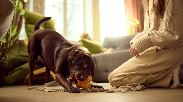 Brown labrador chewing toy on floor during indoor play. Concept of chew toy advertising, pet dental care promotion, safe dog play products and home entertainment marketing.