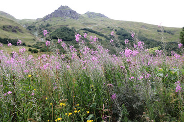 Obraz premium Pink wildflowers thriving in meadow against backdrop of green mountains